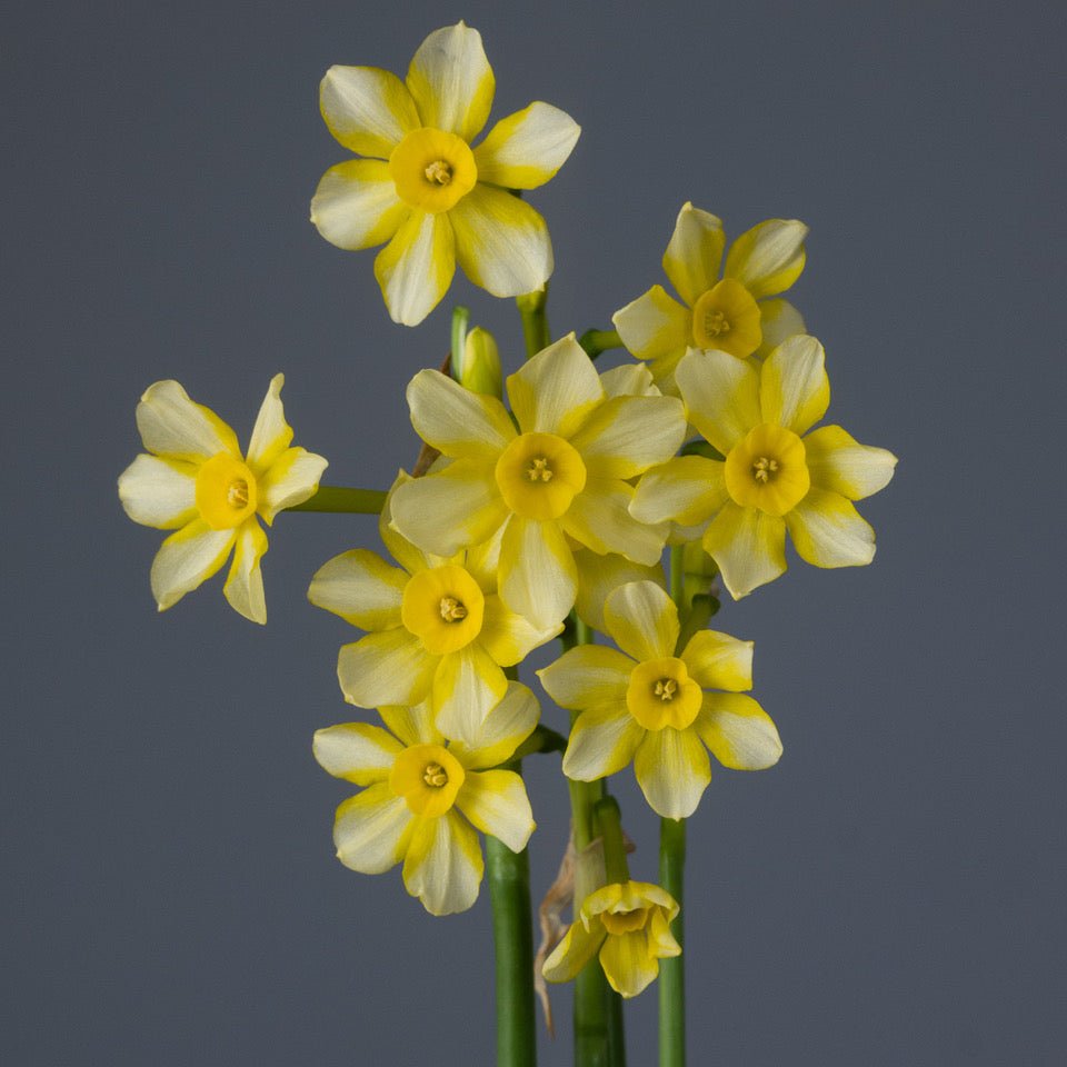 Oma - Special Narcissus - Fluwel
