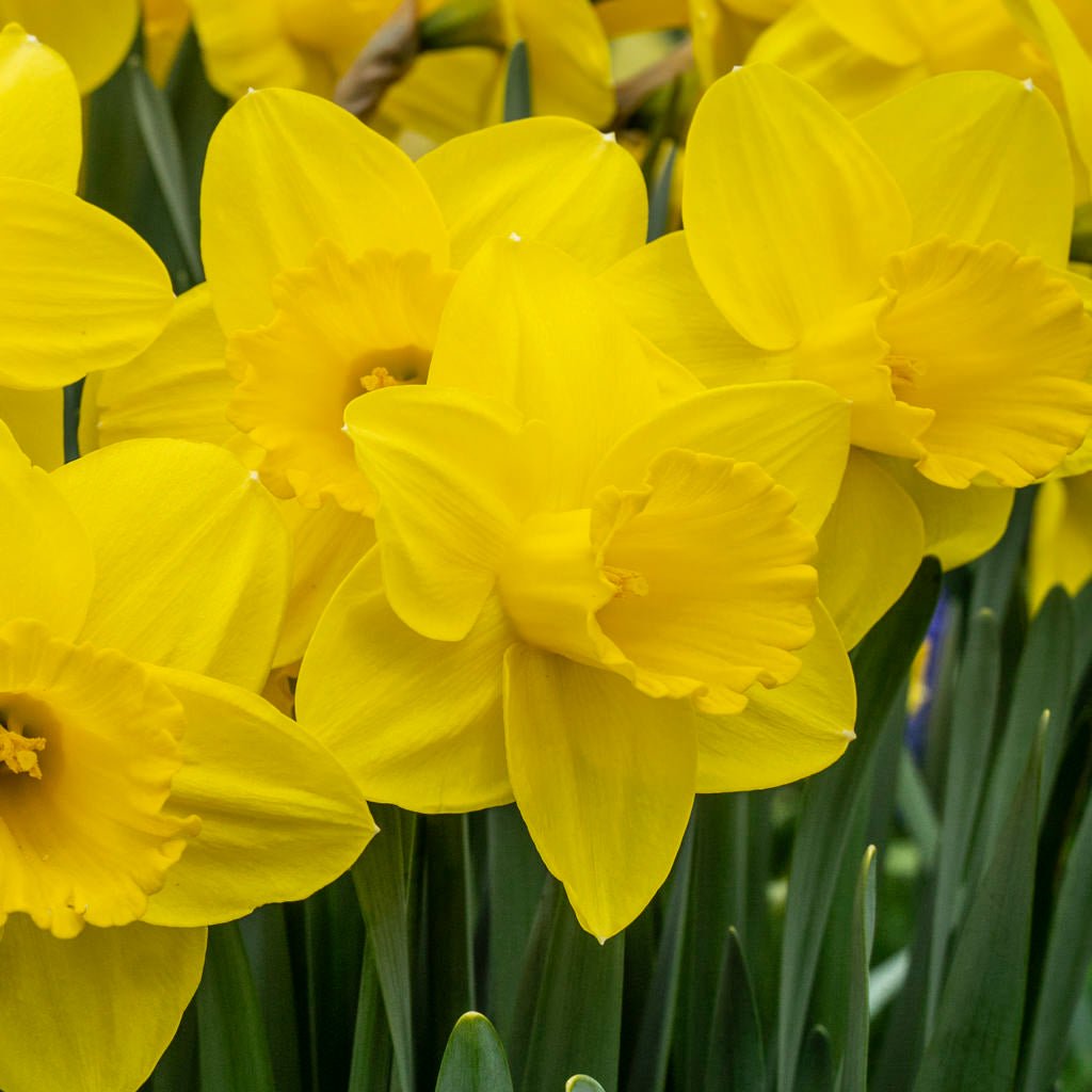 Ombersley - Special Narcissus - Fluwel