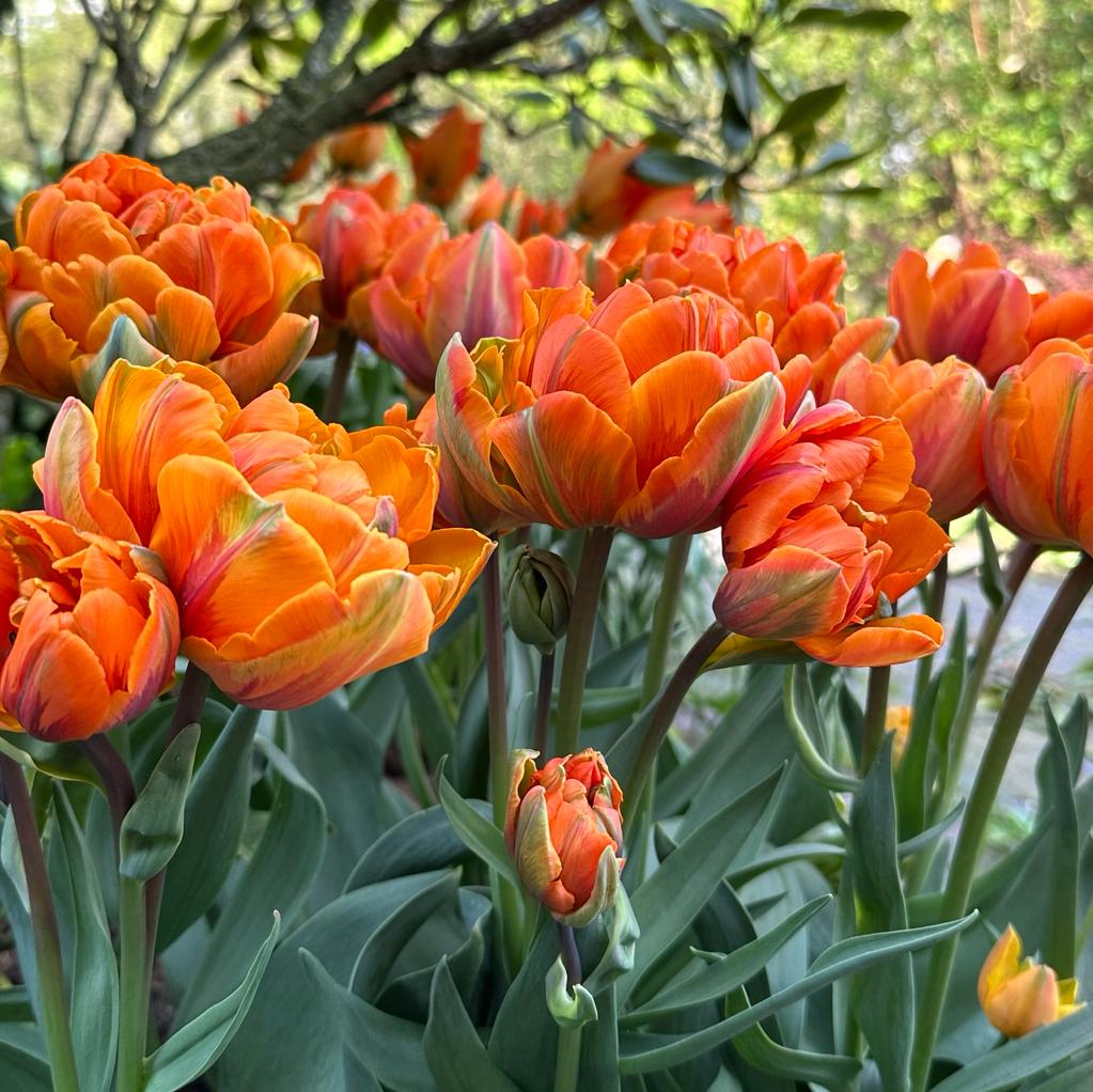 Orange Princess - Tulips - Fluwel