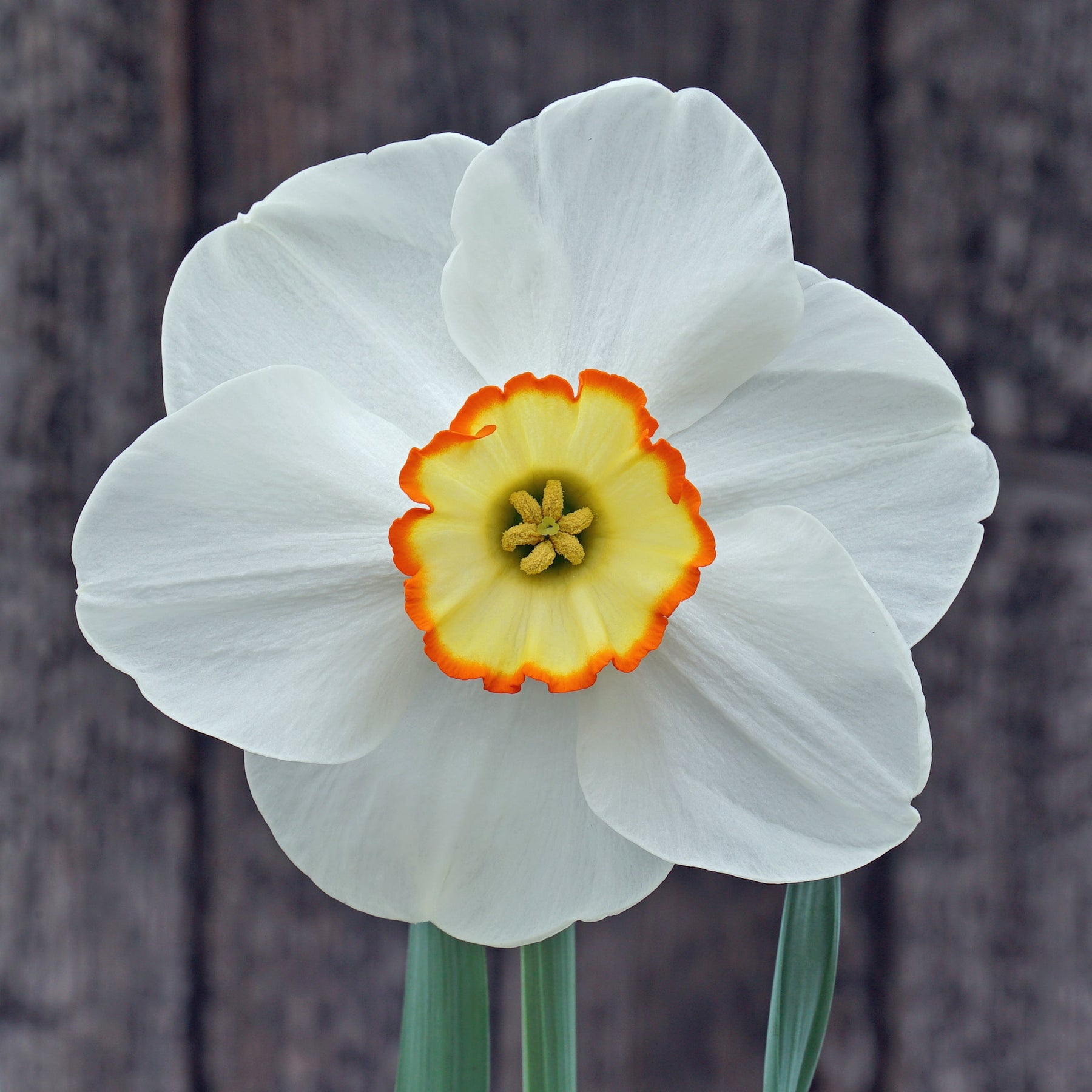 Orange Trim - Special Narcissus - Fluwel