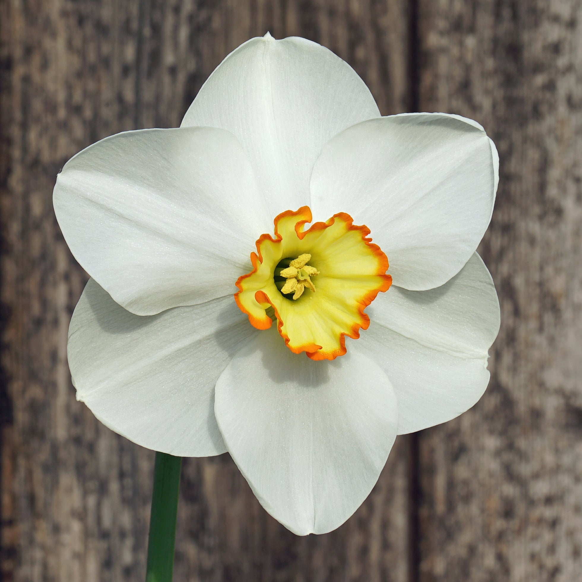 Orange Trim - Special Narcissus - Fluwel