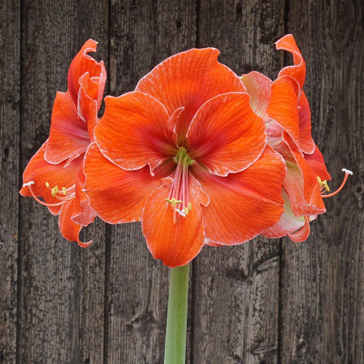 Orange with white picotee - Special Amaryllis - Fluwel