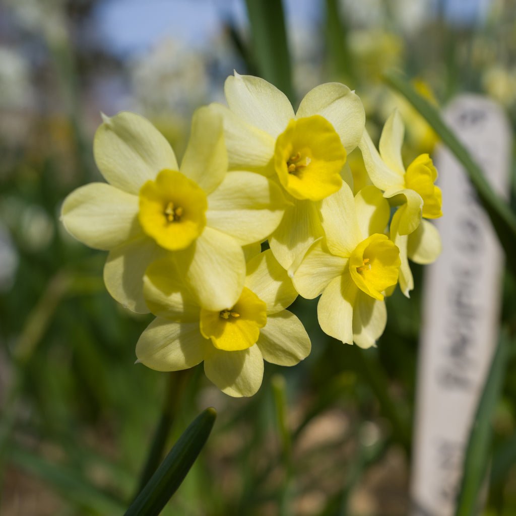 Pacific Coast - Narcissus - Fluwel