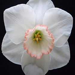 Palheiro - Special Narcissus - Fluwel