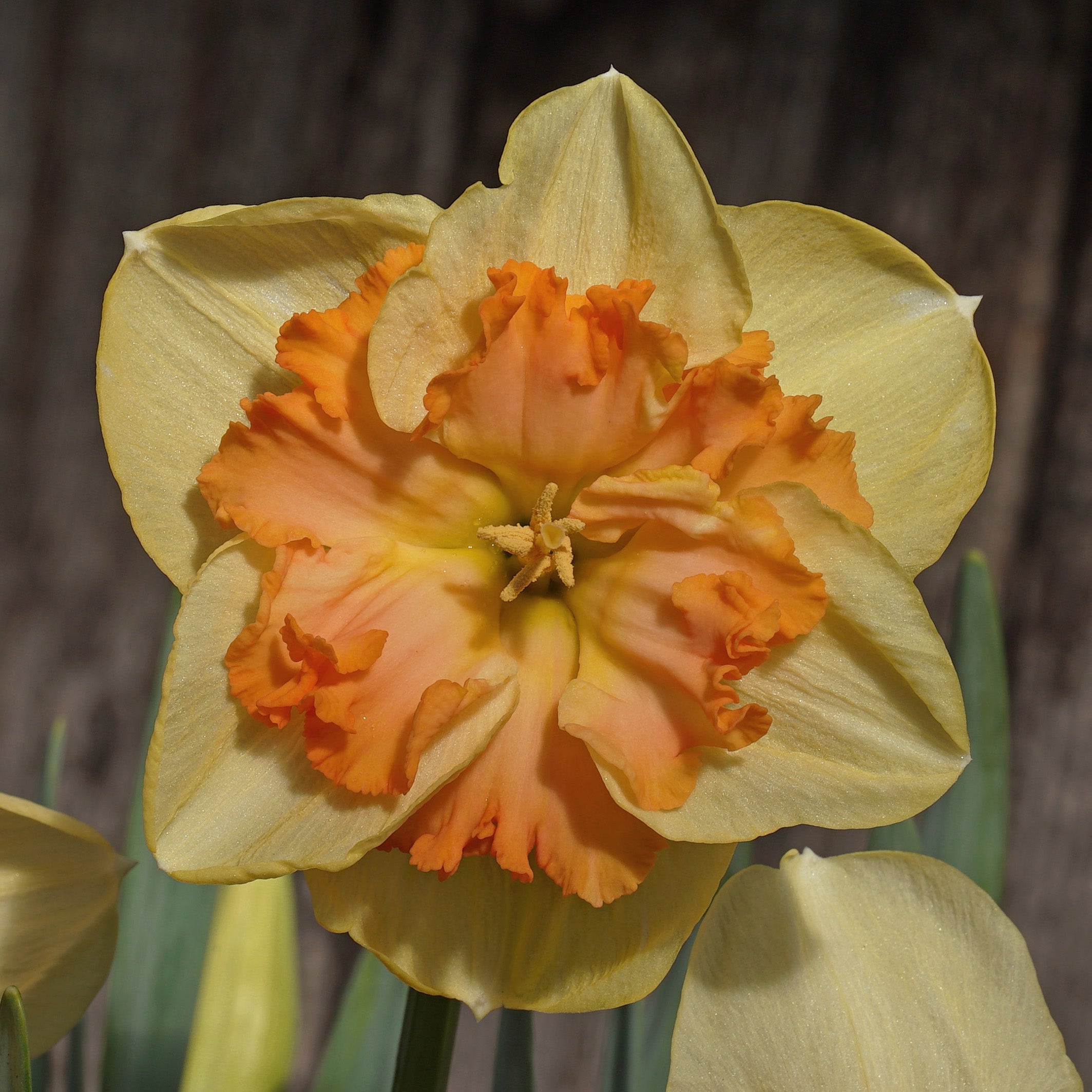 Papaya King - Special Narcissus - Fluwel
