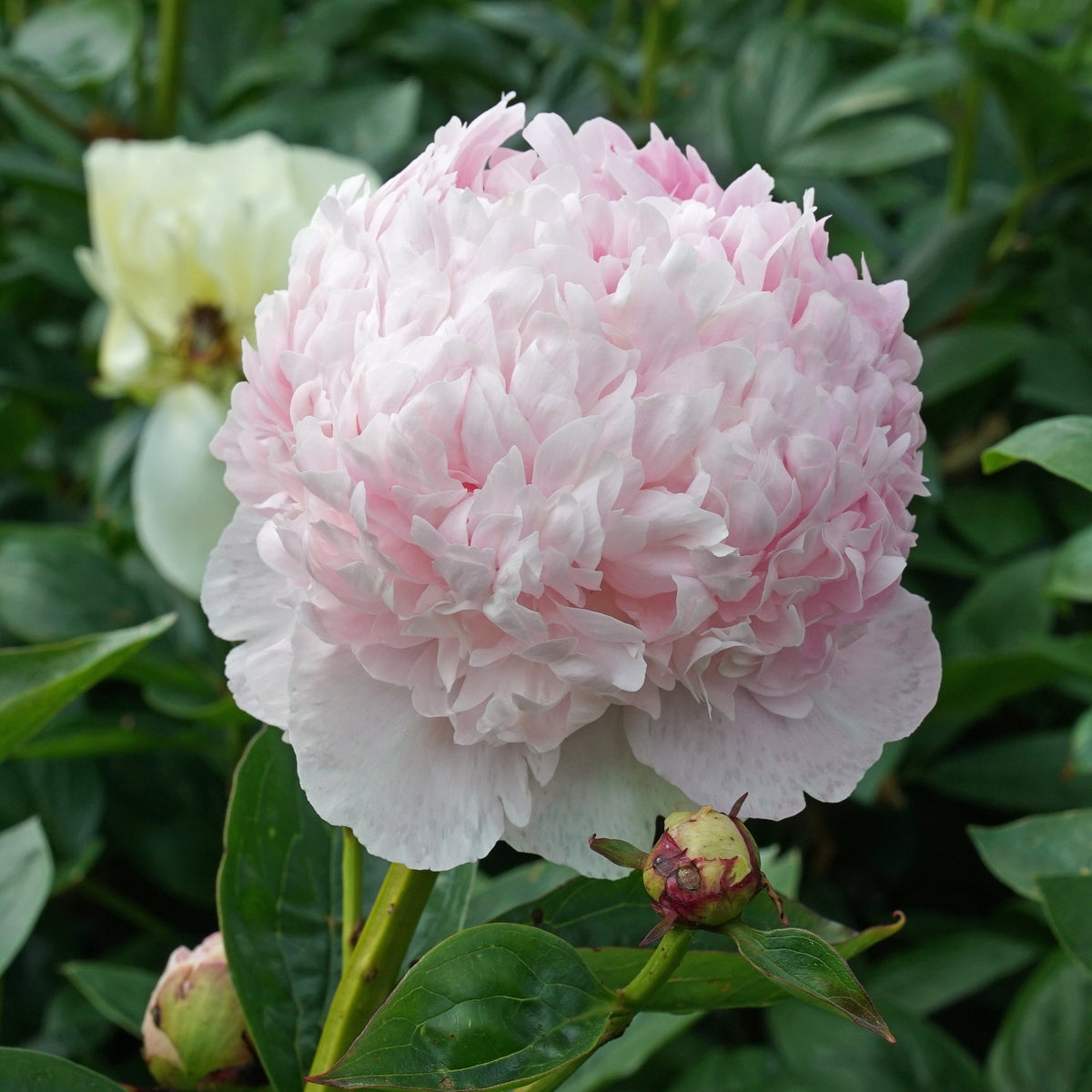 Peony Angel Cheeks - roze pioenroos - Fluwel