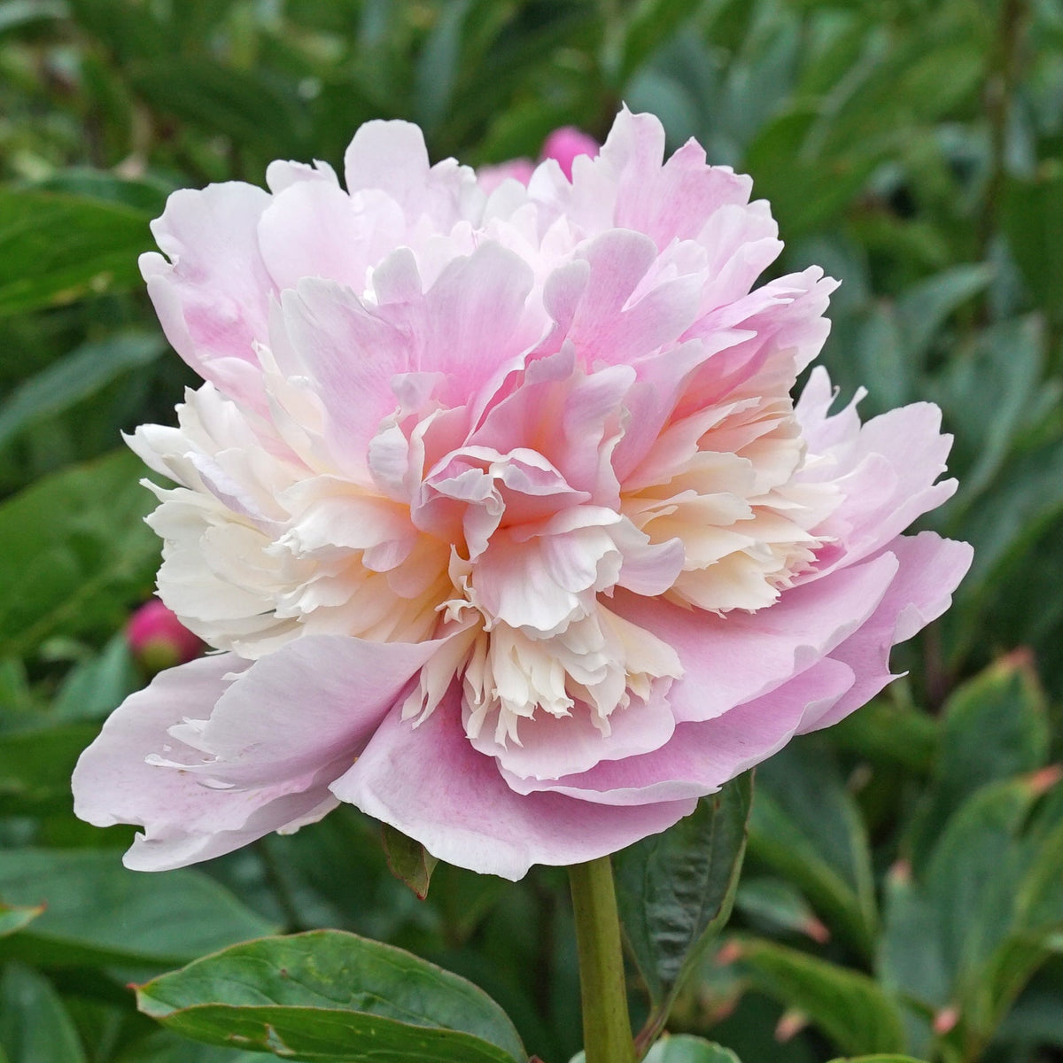 Peony Angel Cheeks - roze pioenroos - Fluwel