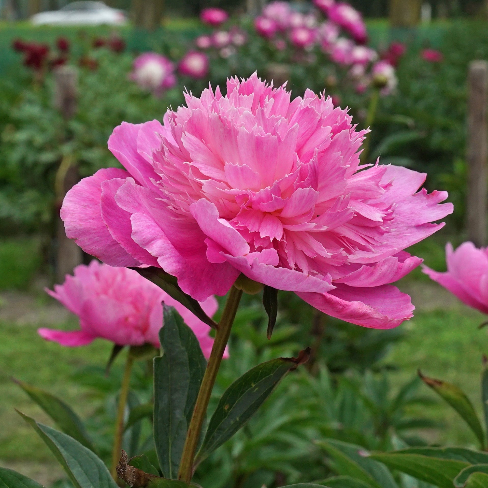 Peony Bouquet Perfect - Peonies - Fluwel