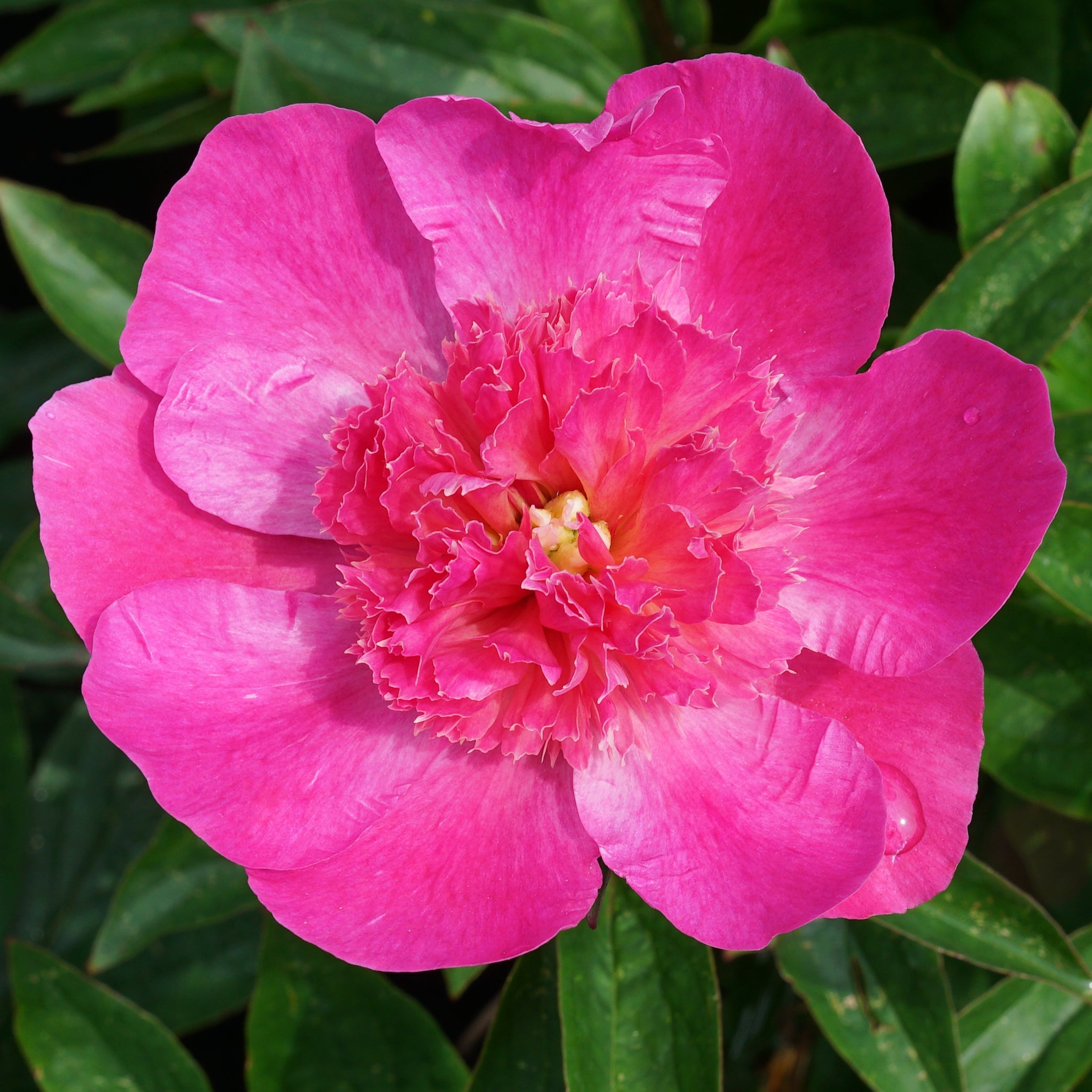 Peony Bouquet Perfect - Peonies - Fluwel