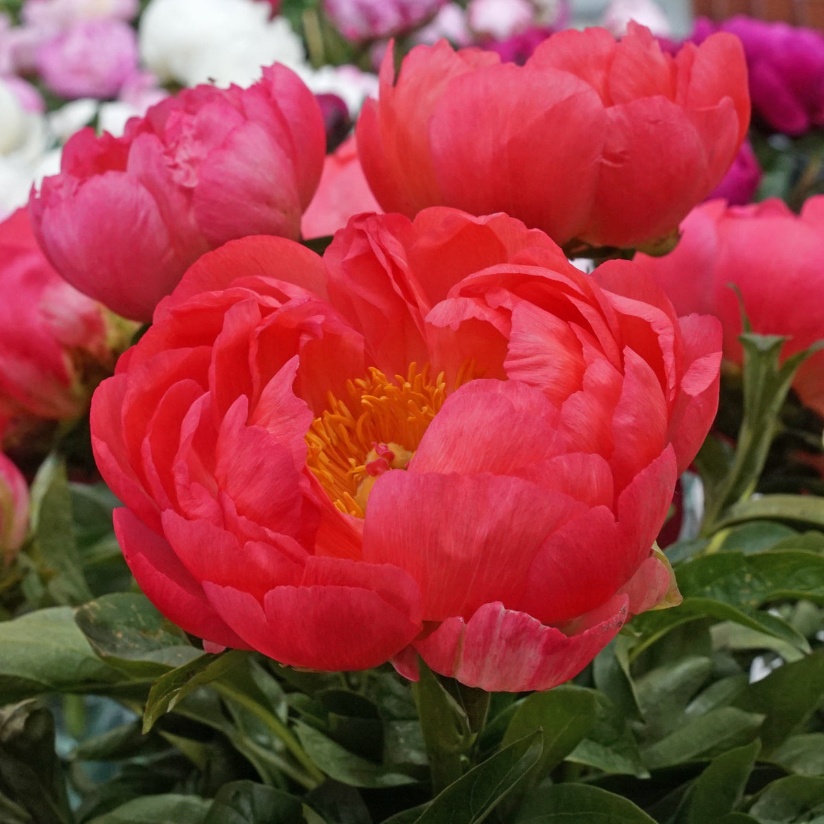 Peony Coral Sunset - oranje pioenroos - Fluwel