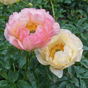 Peony Coral Sunset - Peonies - Fluwel
