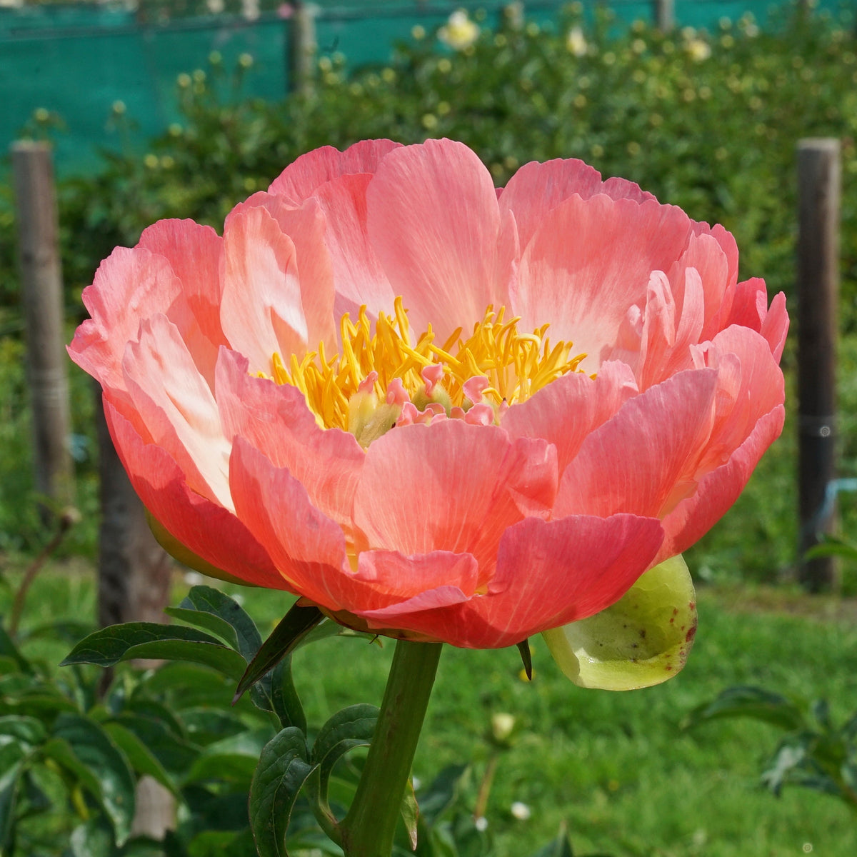 Peony Coral Sunset - oranje pioenroos - Fluwel