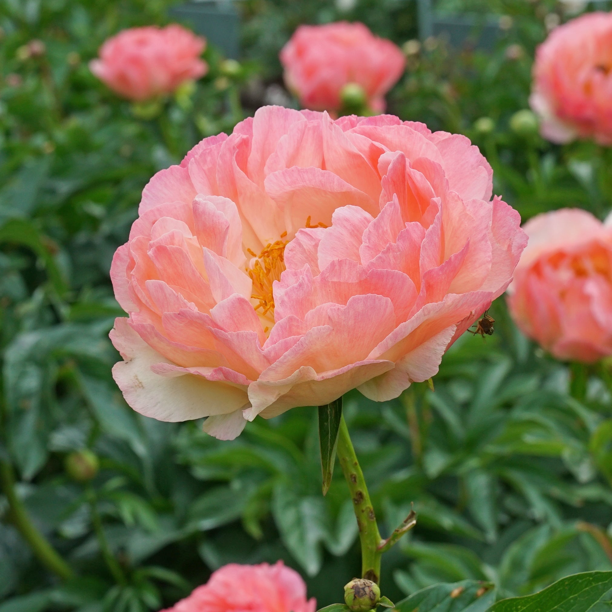 Peony Coral Sunset - Peonies - Fluwel