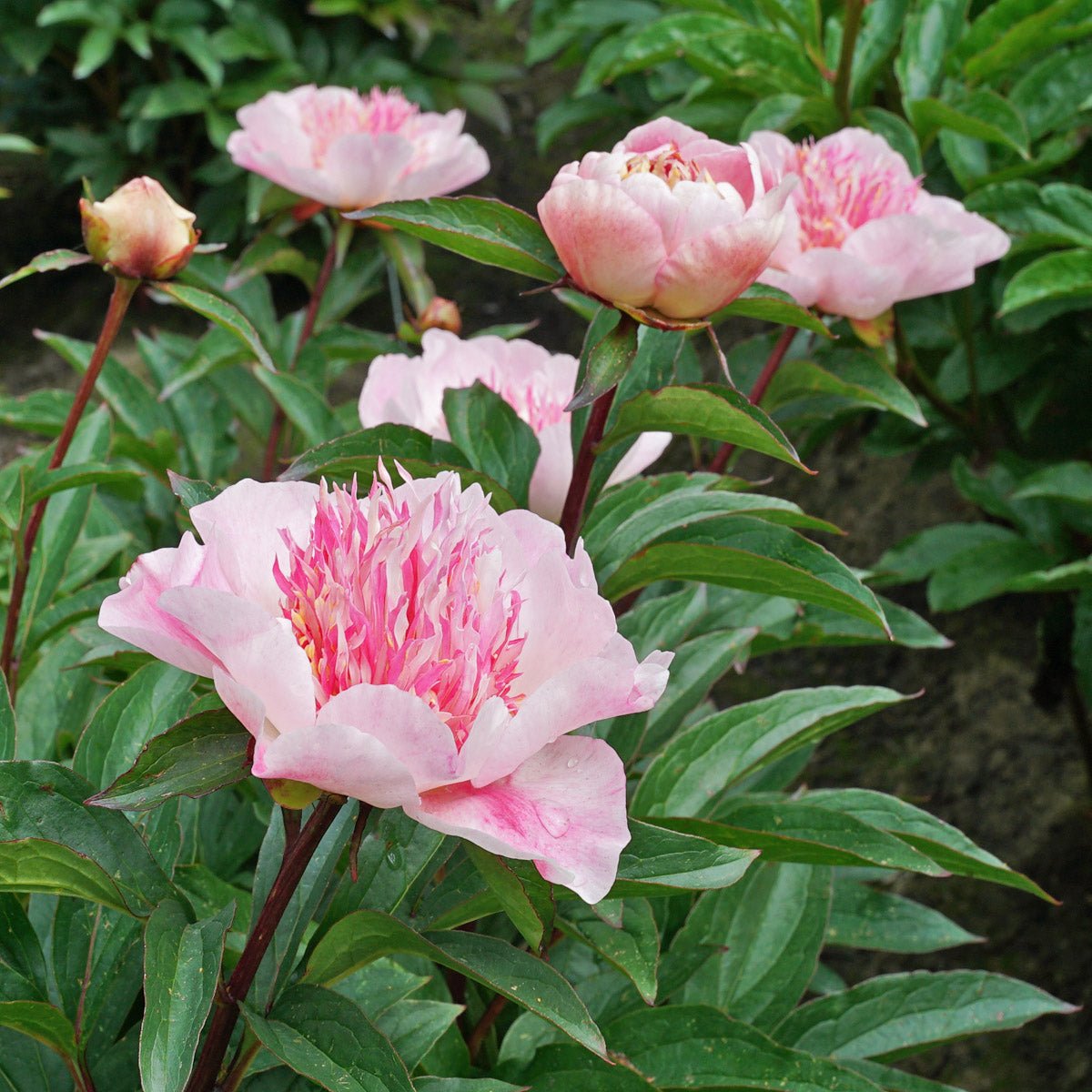 Peony Do Tell - Peonies - Fluwel