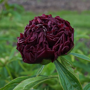 Peony Eliza Lundy - Peonies - Fluwel