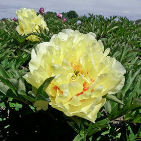 Peony Garden Treasure (Itoh) - Peonies - Fluwel