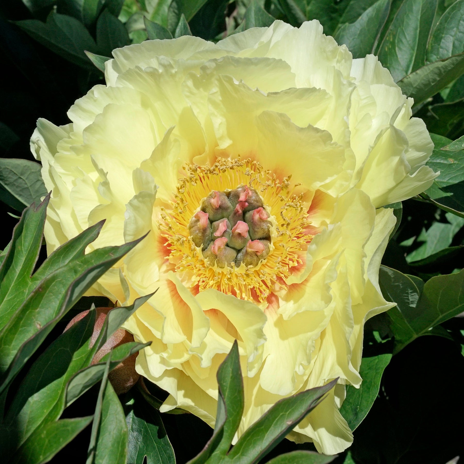 Peony Garden Treasure (Itoh) - Peonies - Fluwel