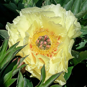 Peony Garden Treasure (Itoh) - Peonies - Fluwel