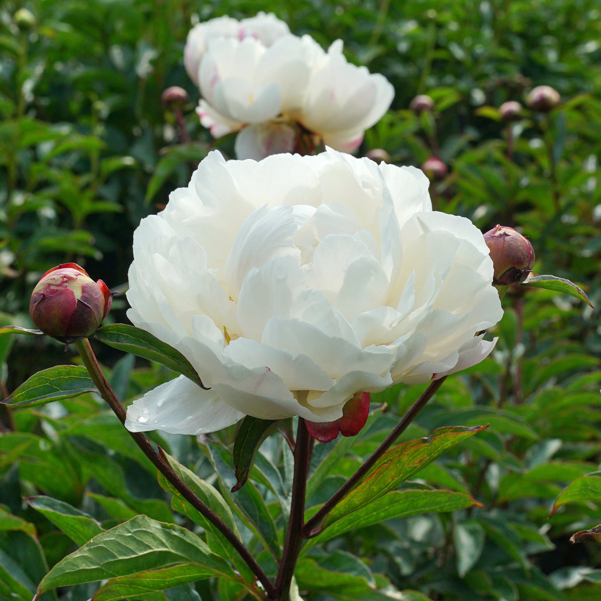 Peony Gardenia - witte pioenroos - Fluwel