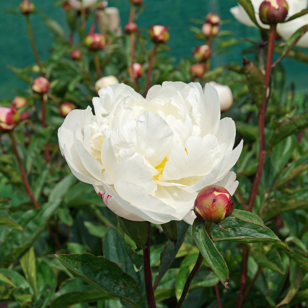 Peony Gardenia - witte pioenroos - Fluwel