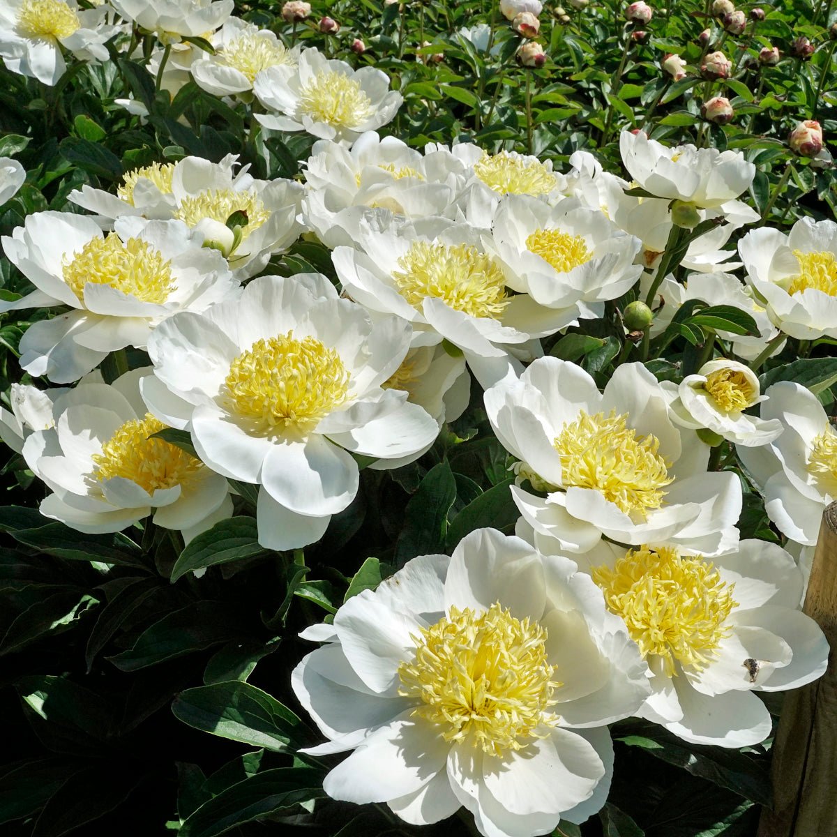 Peony Jan van Leeuwen - Peonies - Fluwel