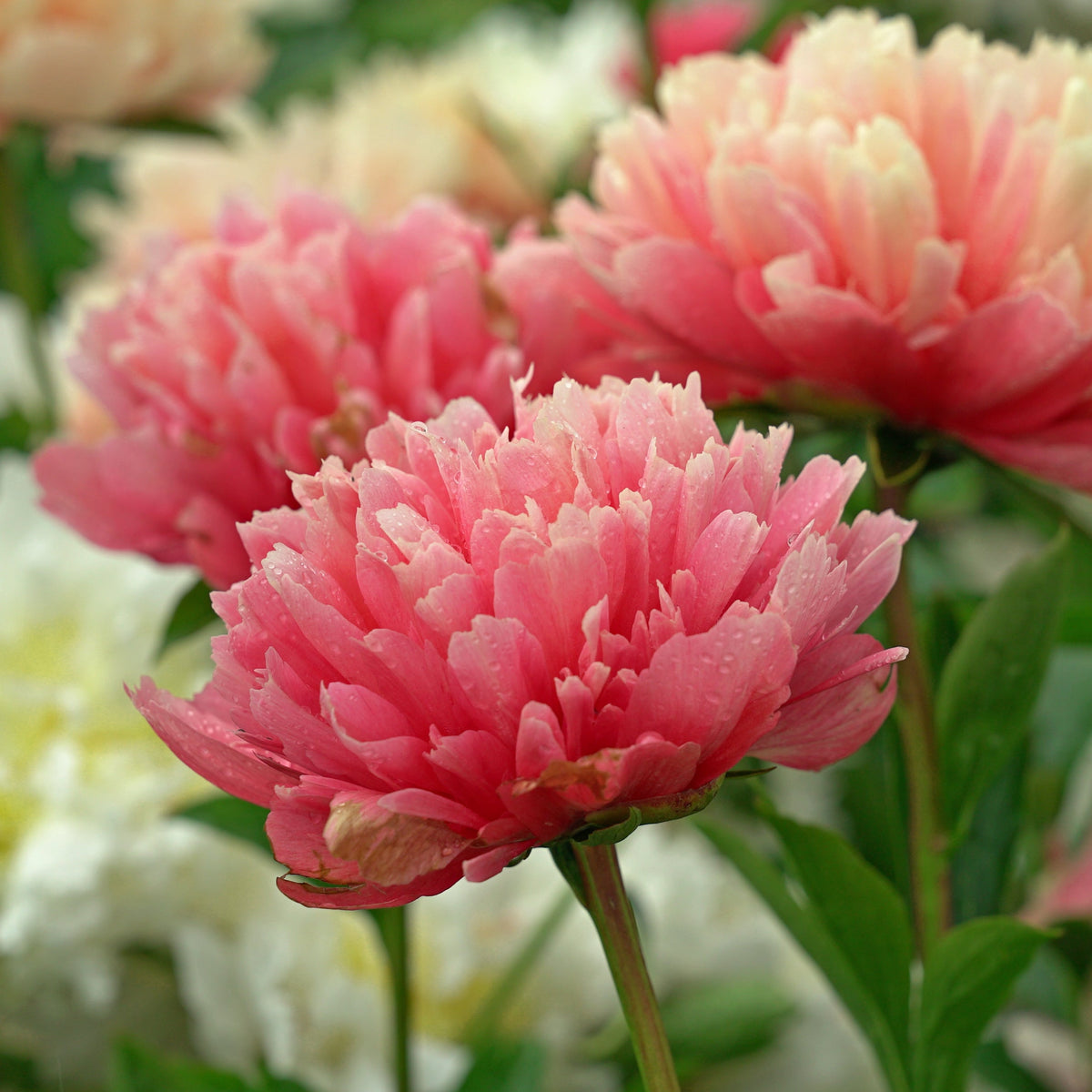 Peony Lorelei - Peonies - Fluwel
