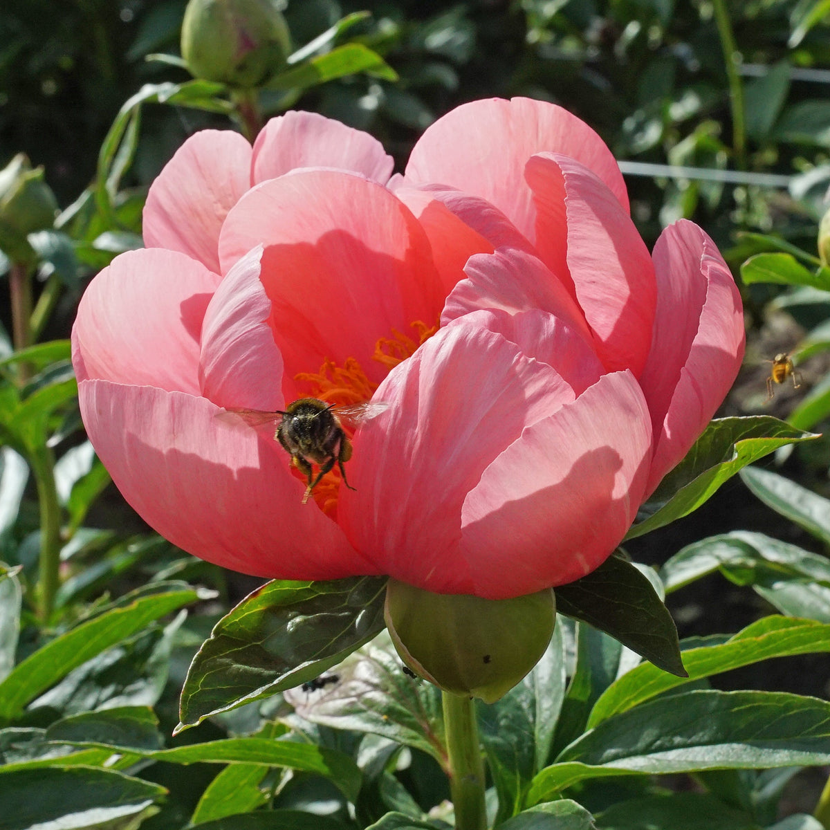Peony Lovely Rose - roze pioenroos - Fluwel