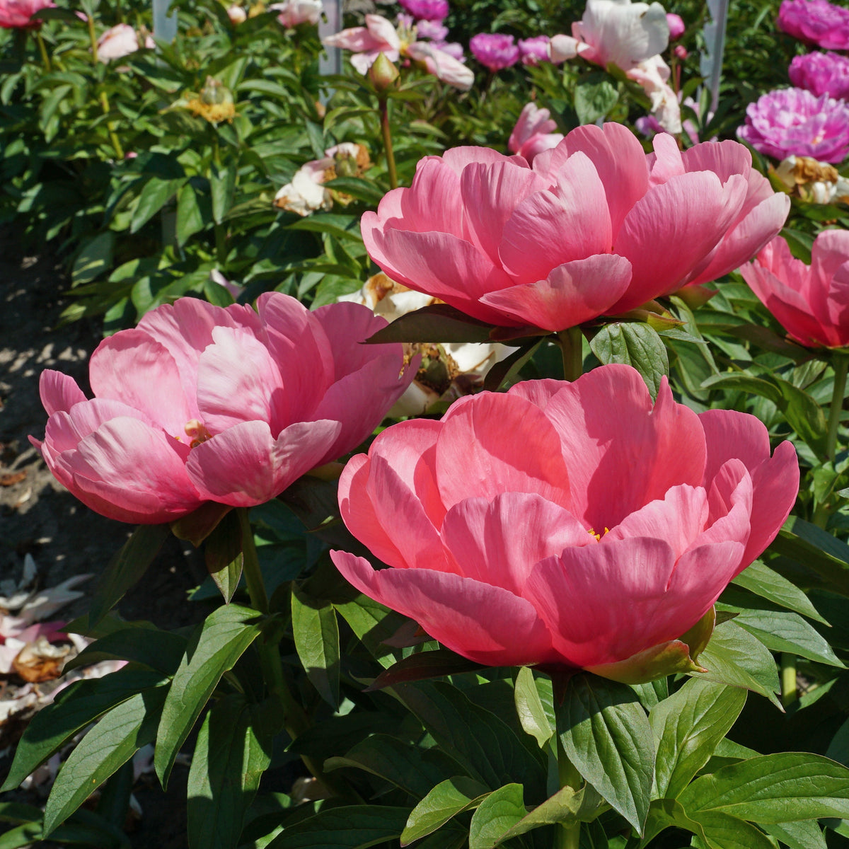 Peony Lovely Rose - roze pioenroos - Fluwel
