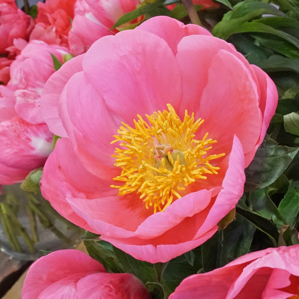 Peony Lovely Rose - Peonies - Fluwel