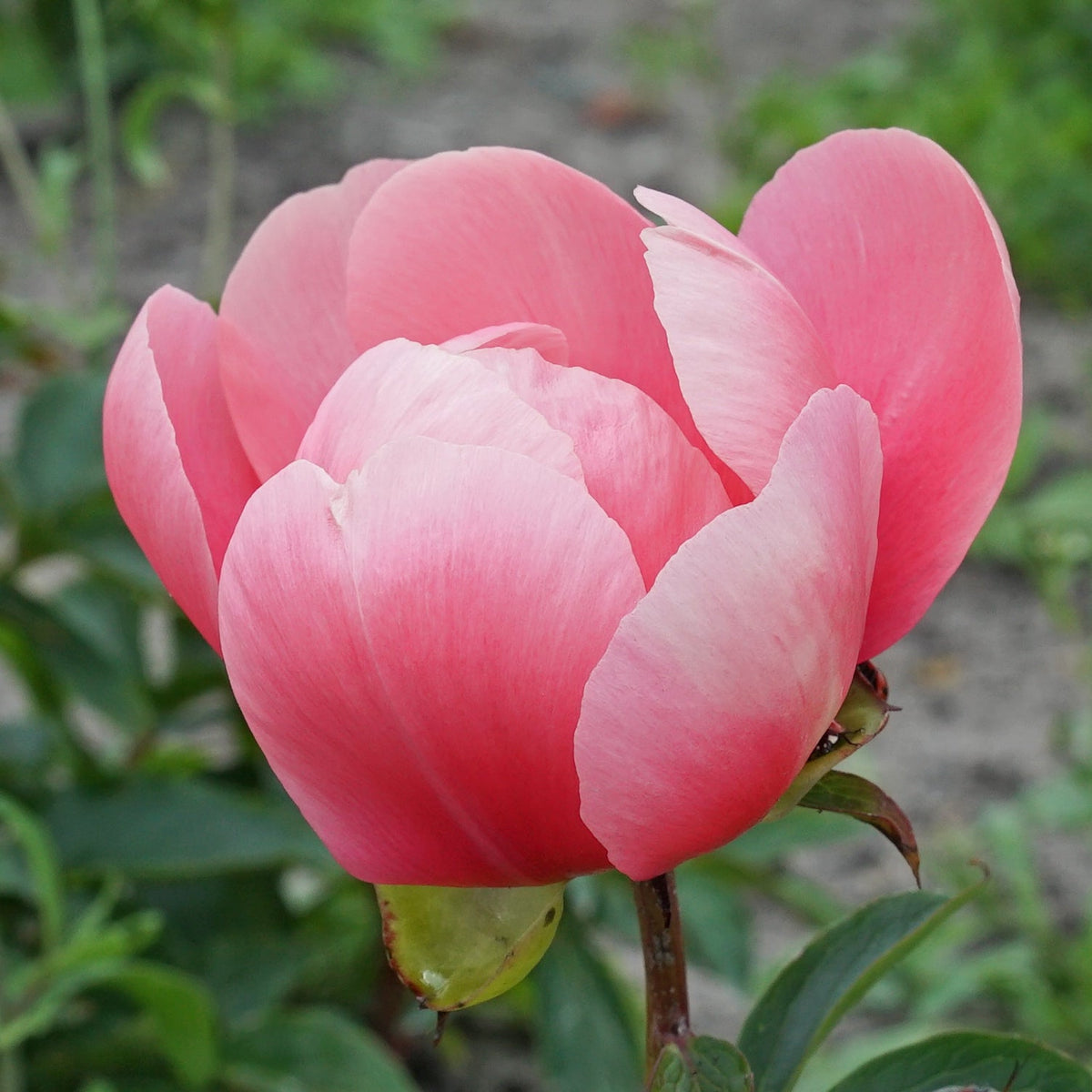 Peony Lovely Rose - Peonies - Fluwel