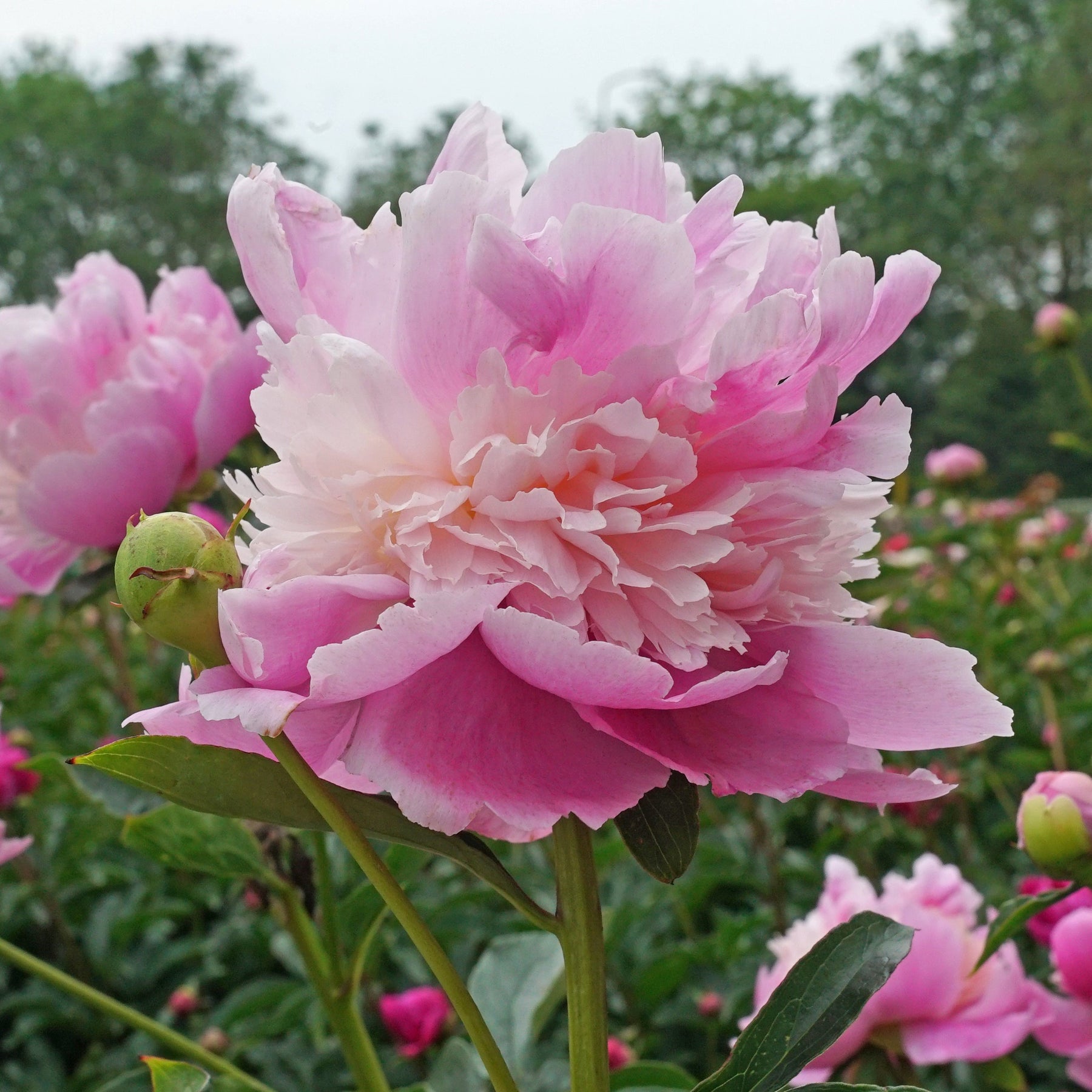 Peony Monsieur Jules Elie - Peonies - Fluwel