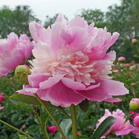 Peony Monsieur Jules Elie - Peonies - Fluwel