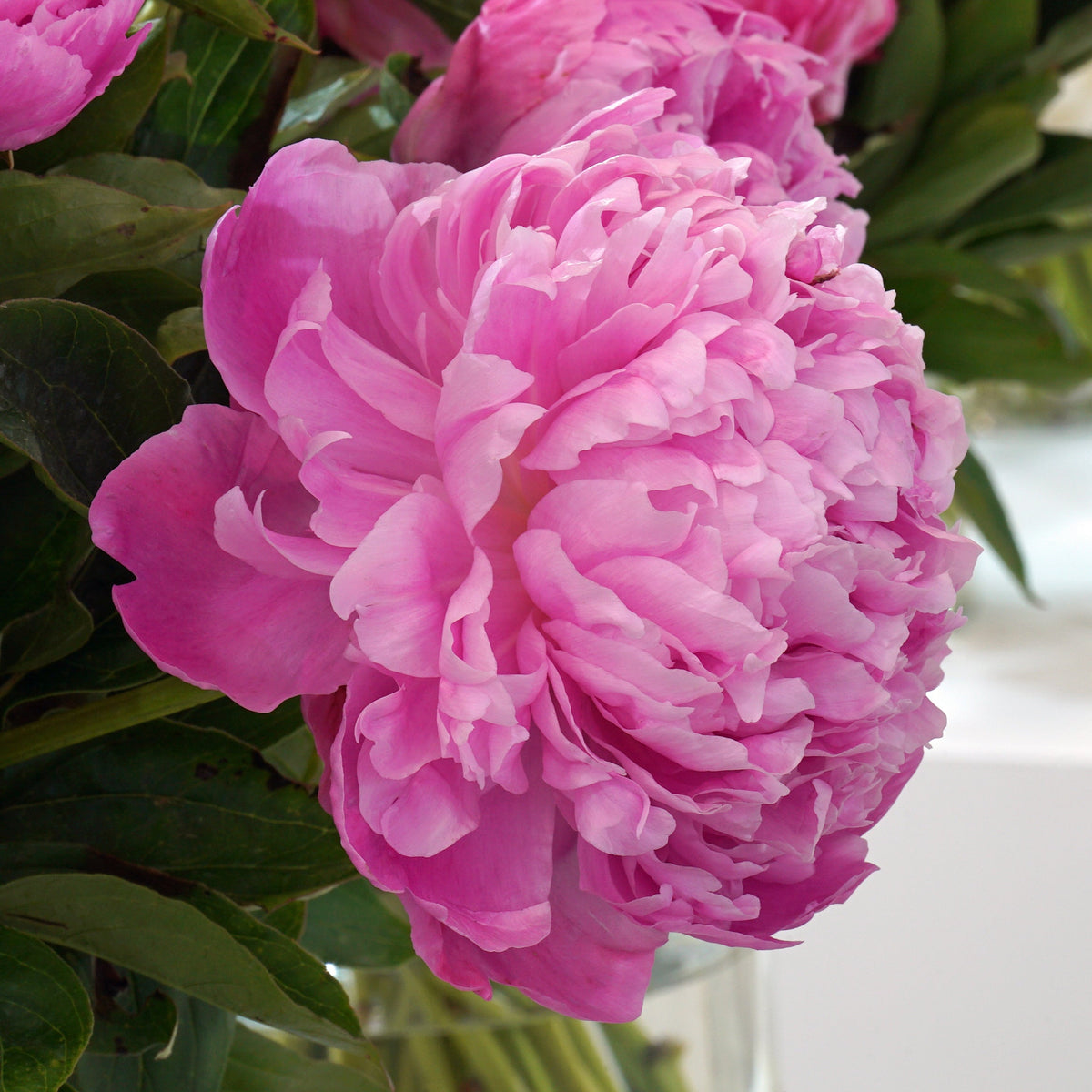 Peony Monsieur Jules Elie - Peonies - Fluwel