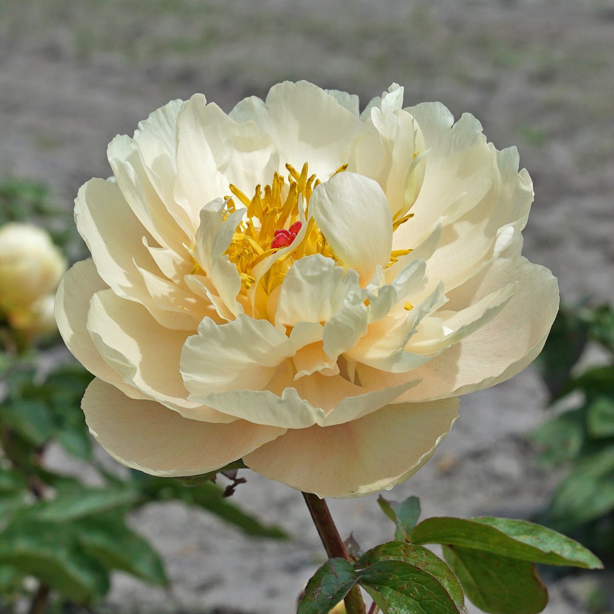 Peony Pastelelegance - Peonies - Fluwel