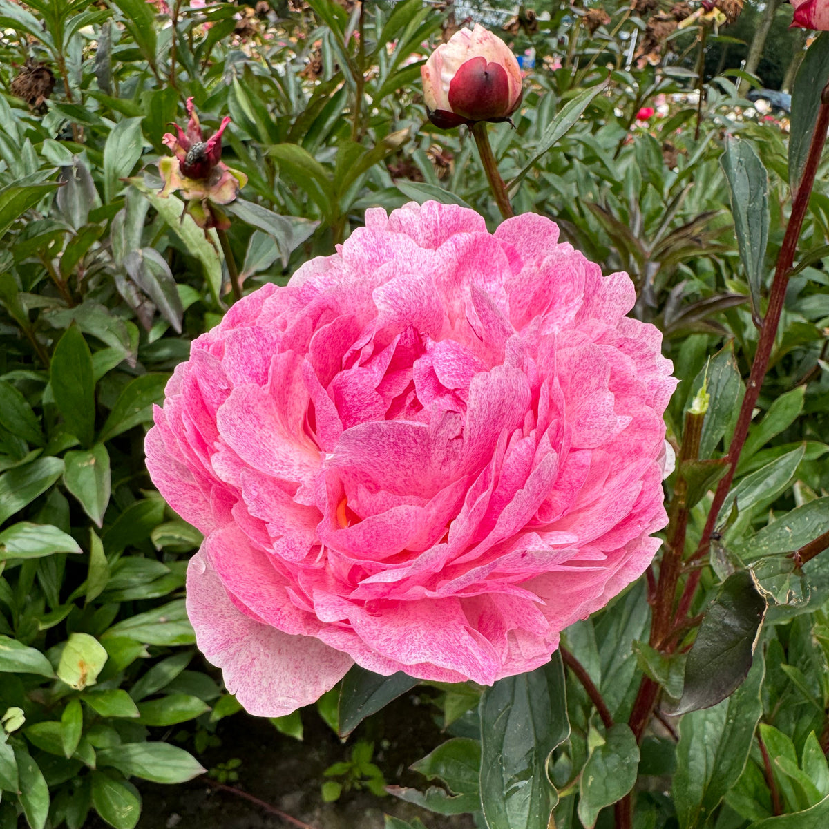 Peony Sarah Bernhardt Unique - Peonies - Fluwel