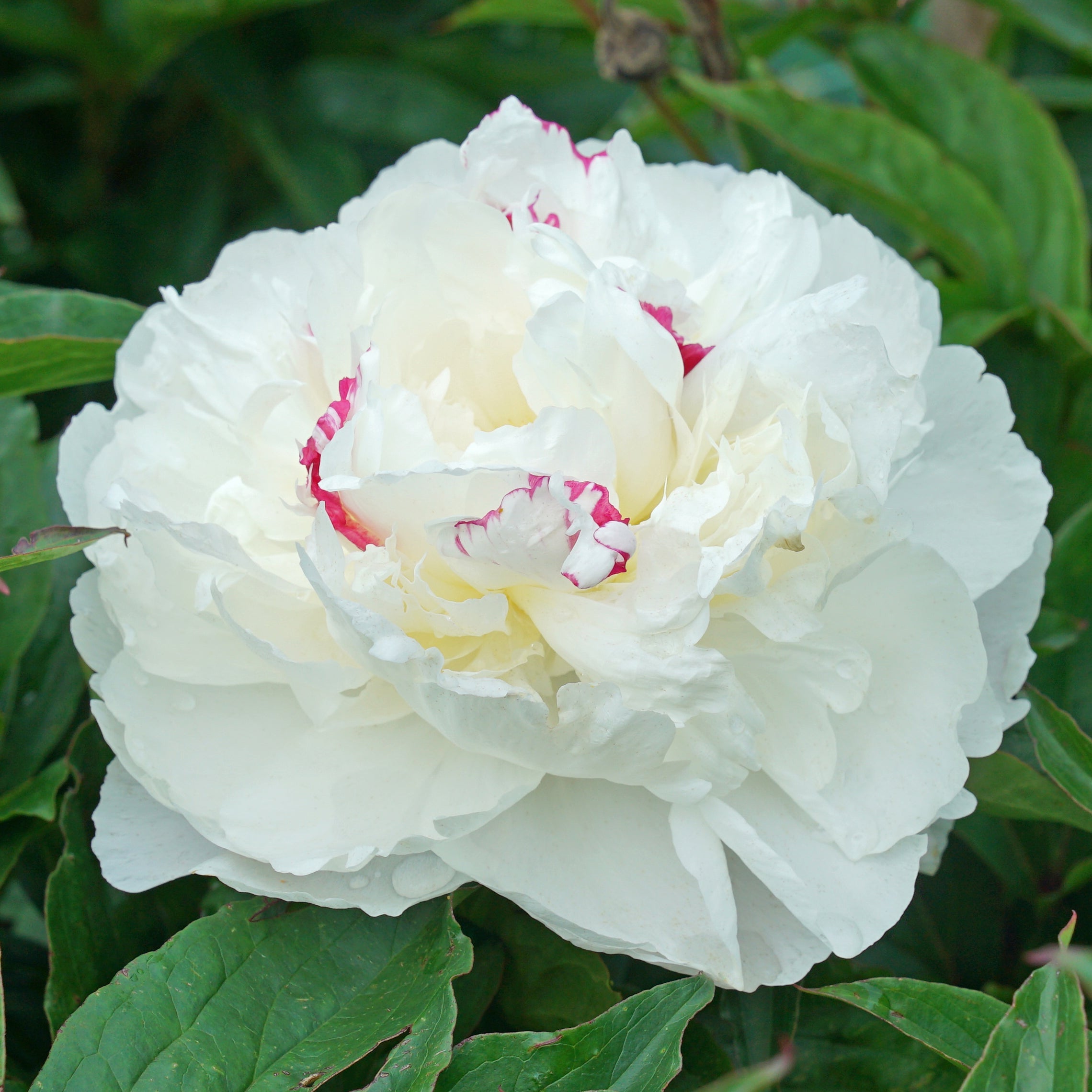 Peony Shirley Temple - Peonies - Fluwel