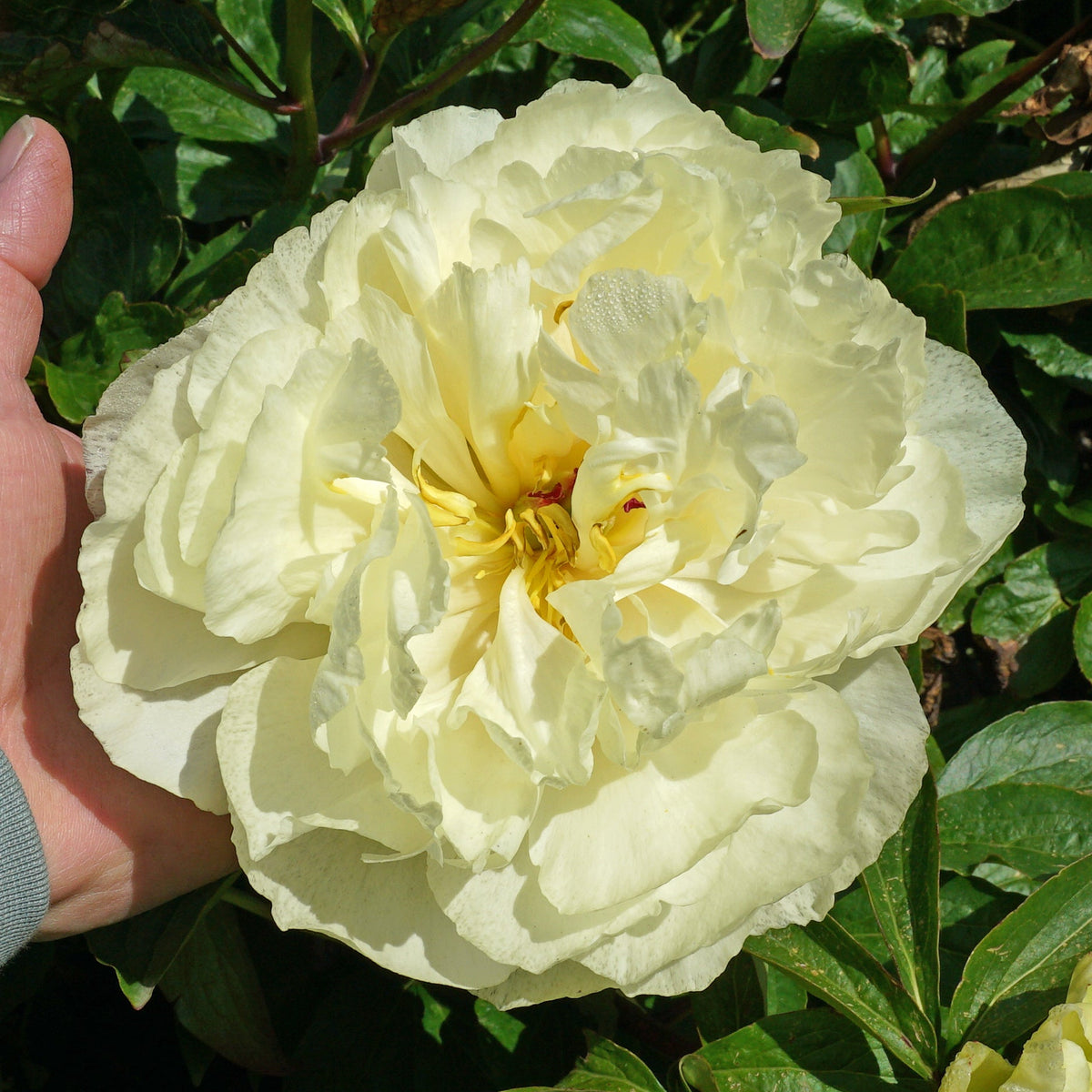 Peony Sunny Girl - gele pioenroos - Fluwel