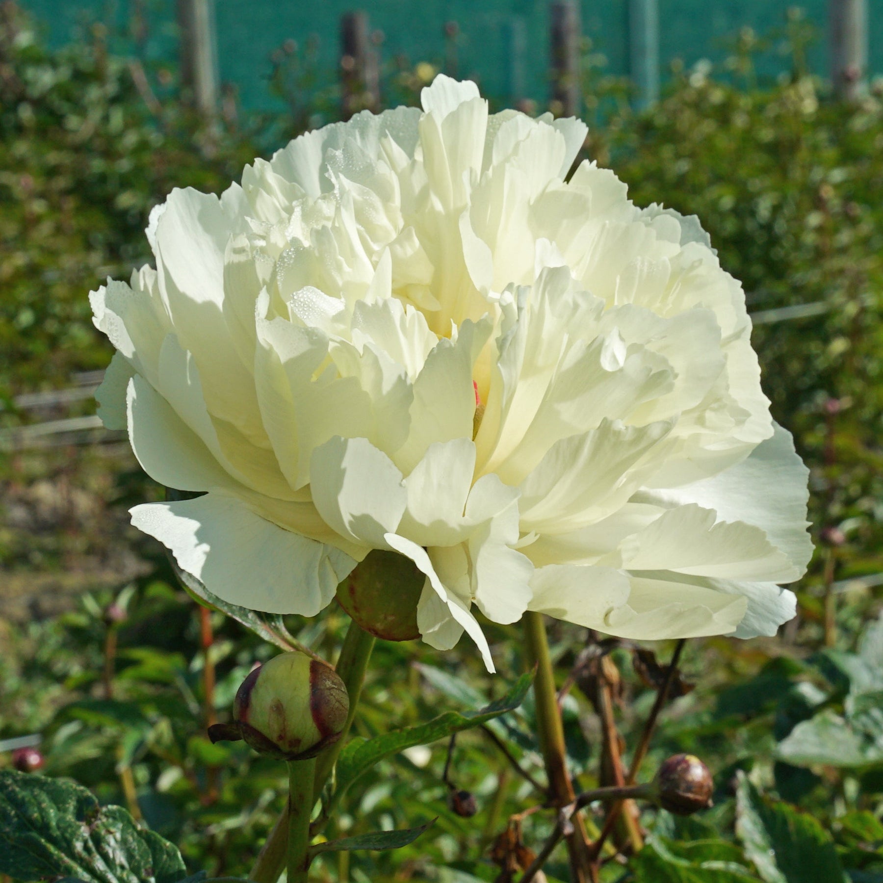Peony Vanilla Schnapps - Peonies - Fluwel