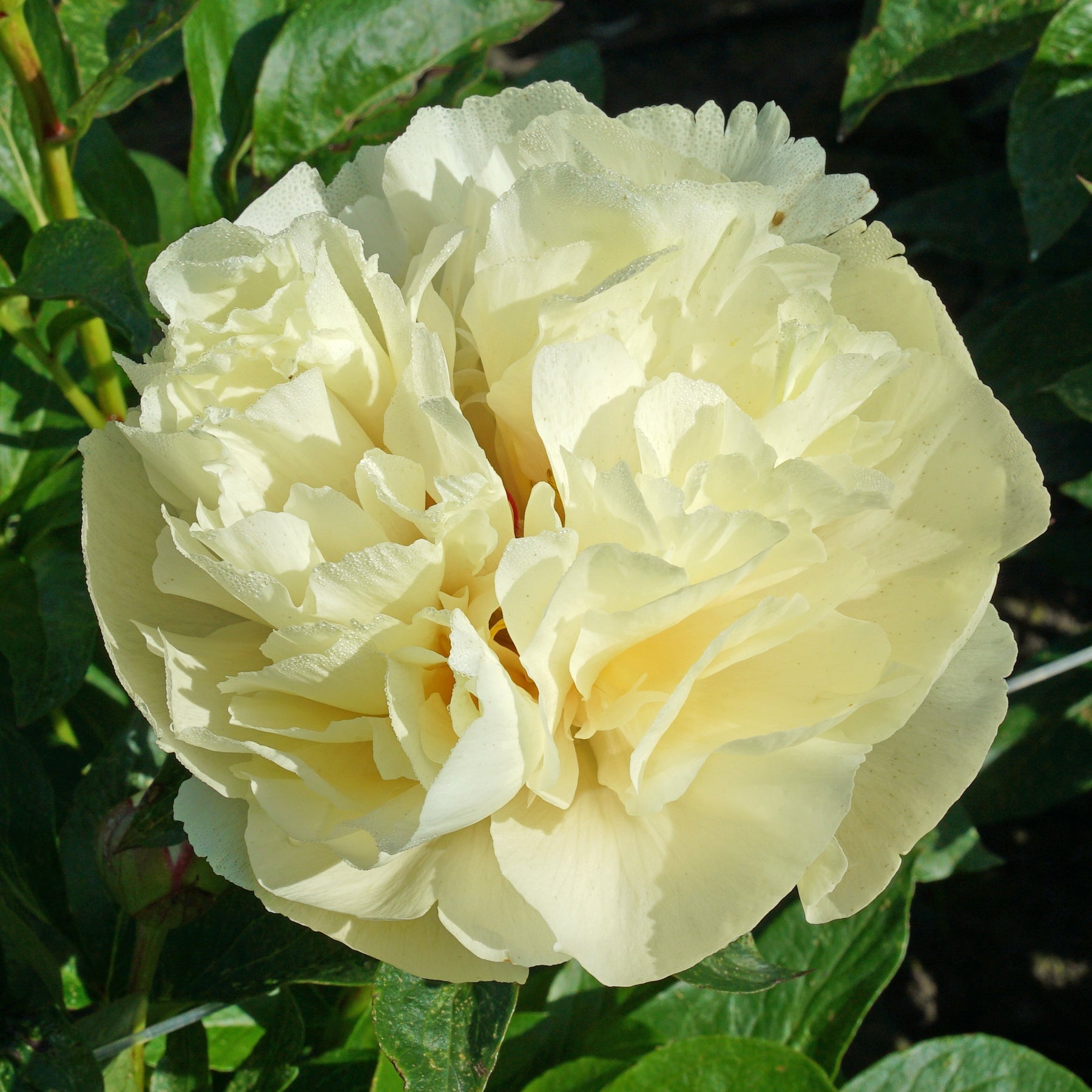 Peony Vanilla Schnapps - Peonies - Fluwel