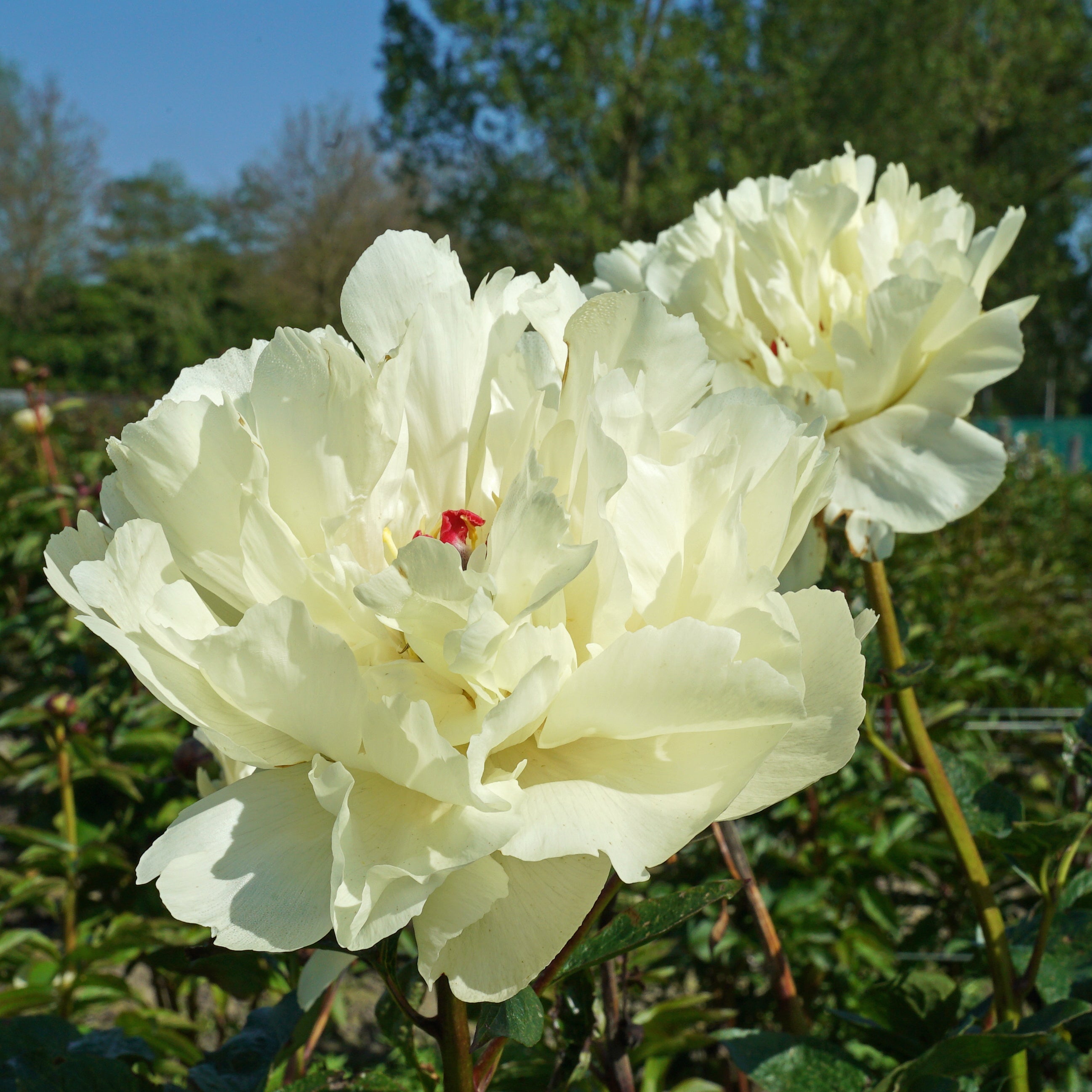 Peony Vanilla Schnapps - Peonies - Fluwel