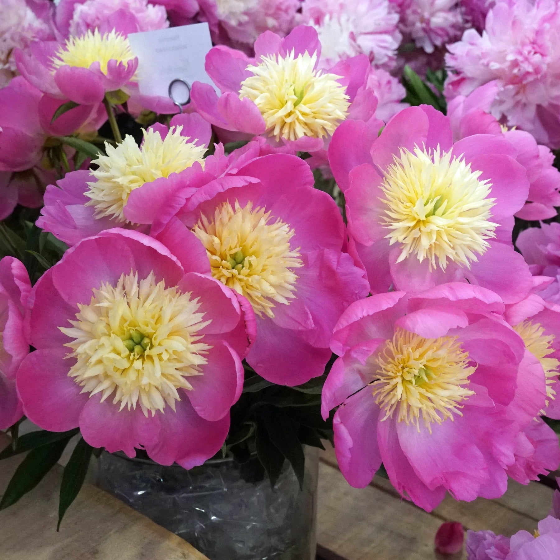 Peony Wladyslawa - Peonies - Fluwel