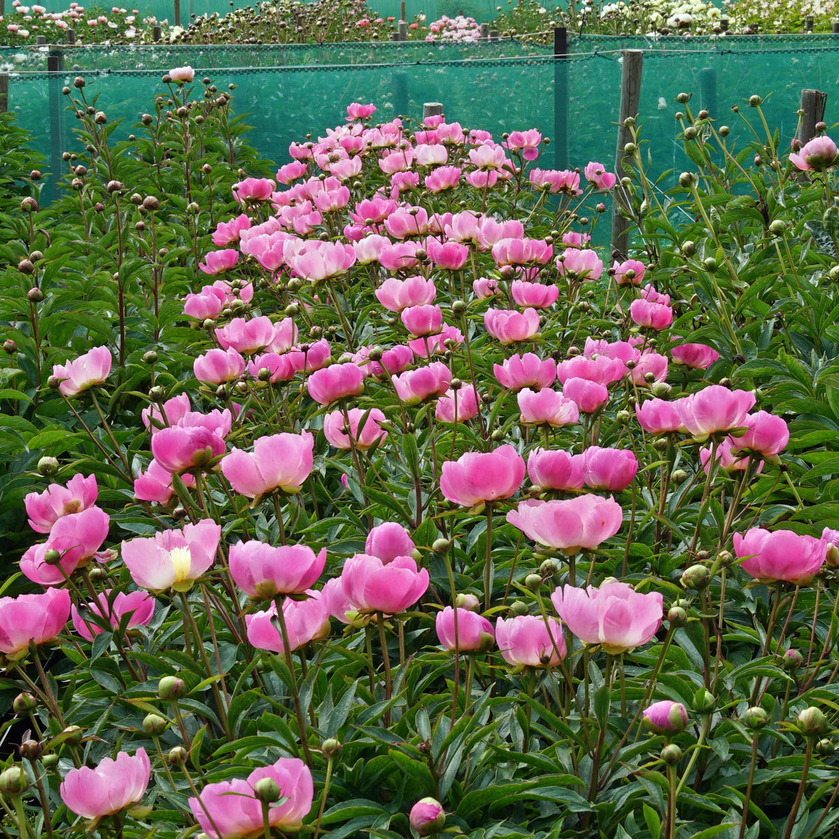 Peony Wladyslawa - Peonies - Fluwel