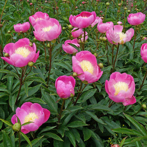 Peony Wladyslawa - Peonies - Fluwel