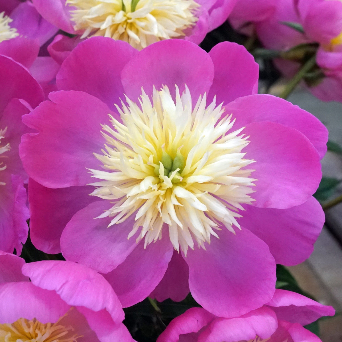 Peony Wladyslawa - Peonies - Fluwel