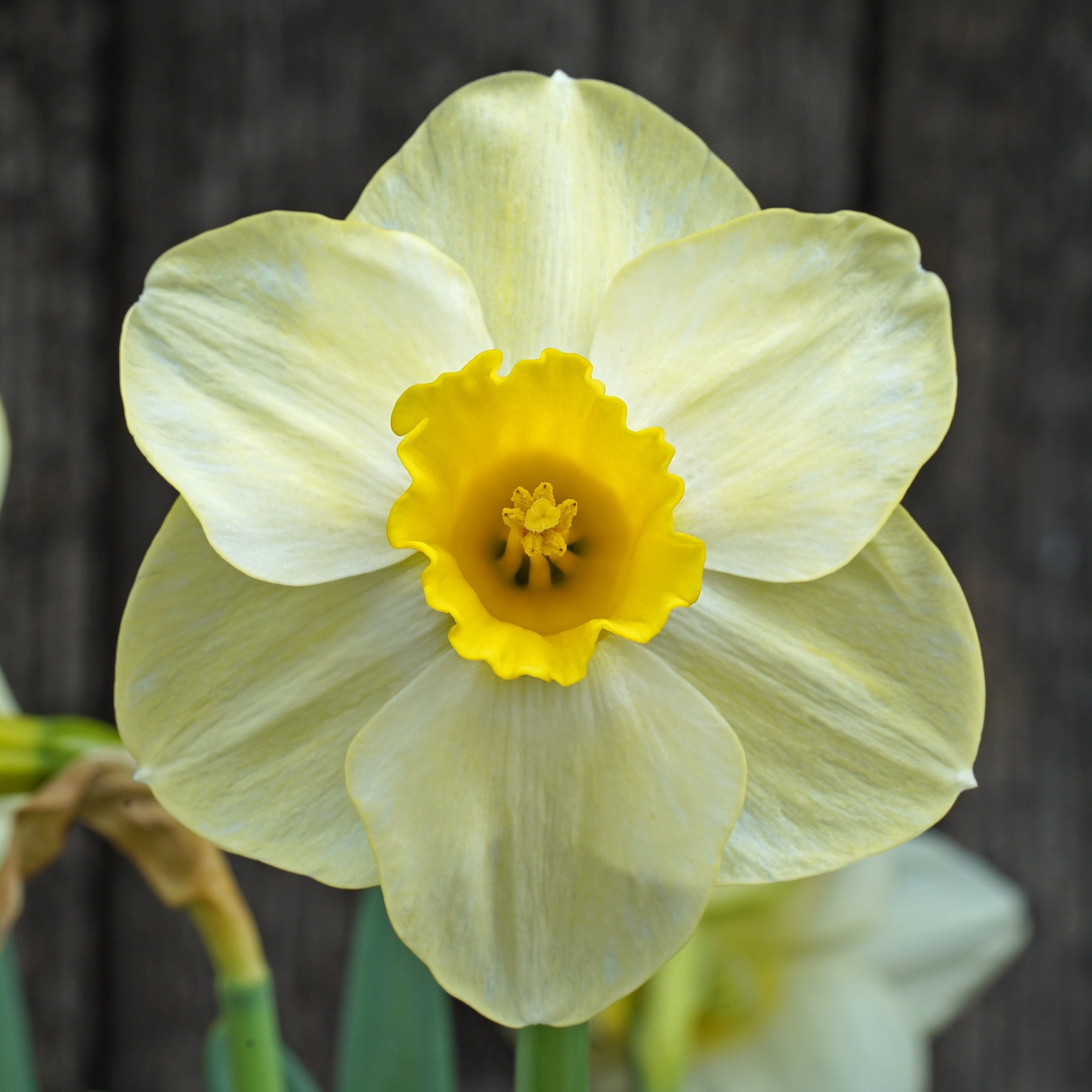 Perfect Ten - gele Trumpet narcis - Fluwel