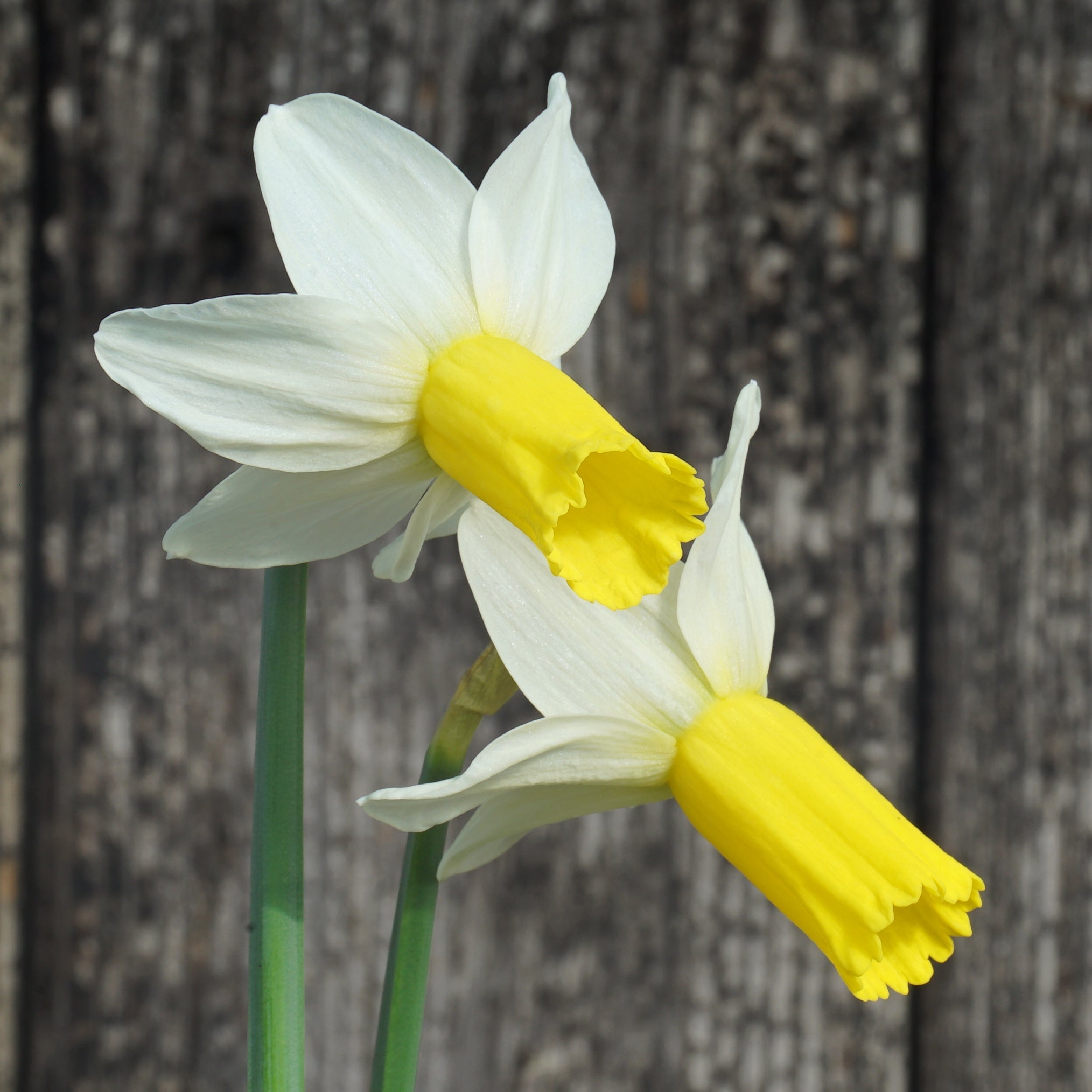 Perky - Special Narcissus - Fluwel