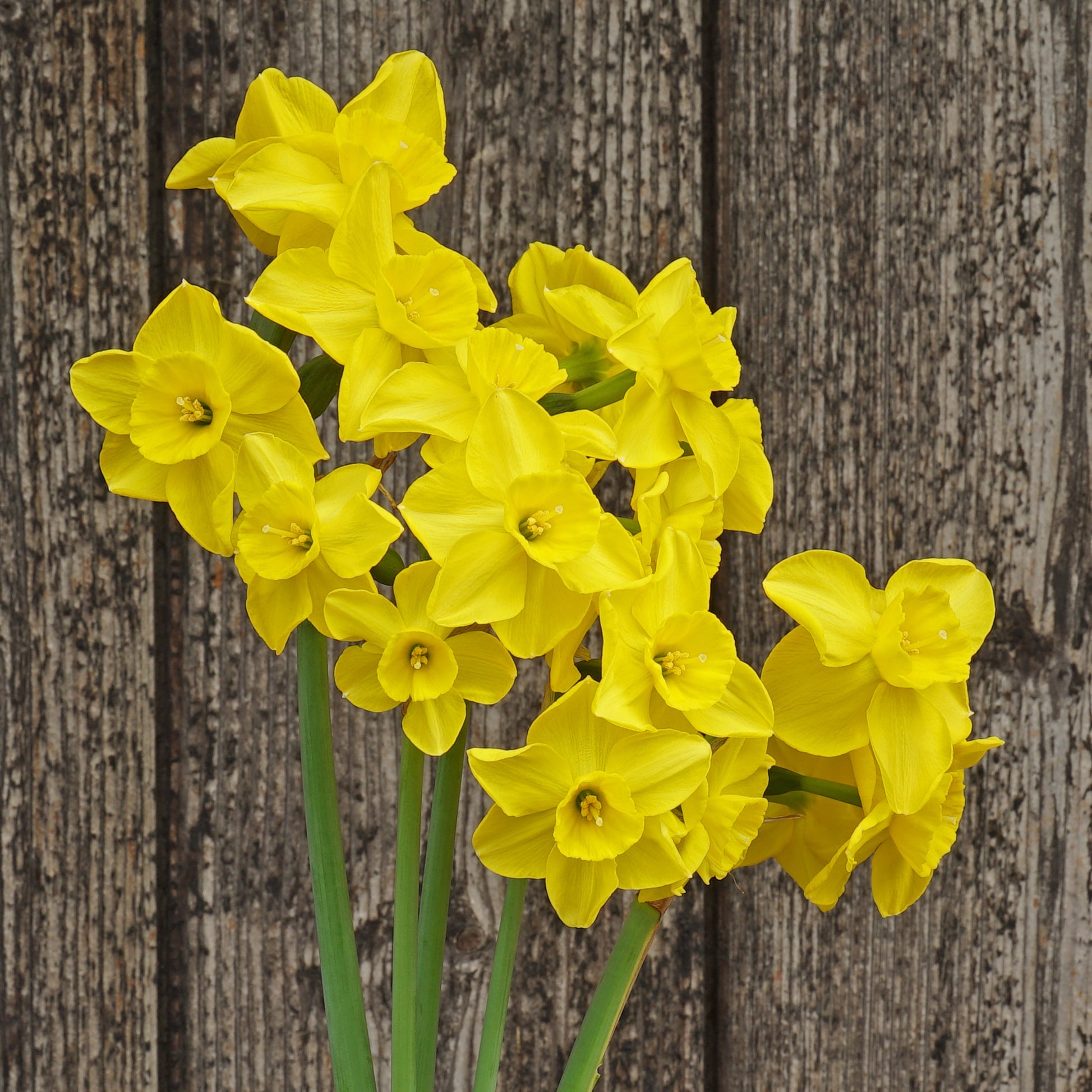 Perpetua - Special Narcissus - Fluwel