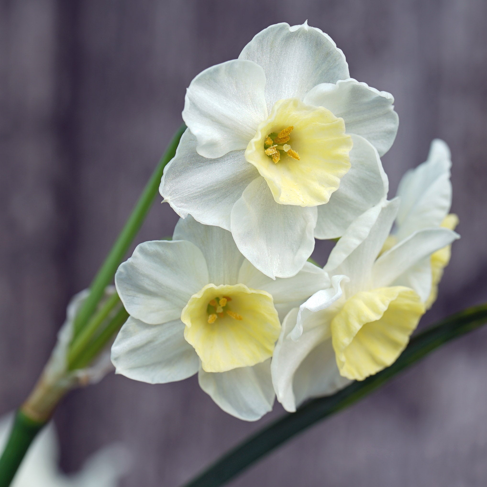 Peseta - Special Narcissus - Fluwel