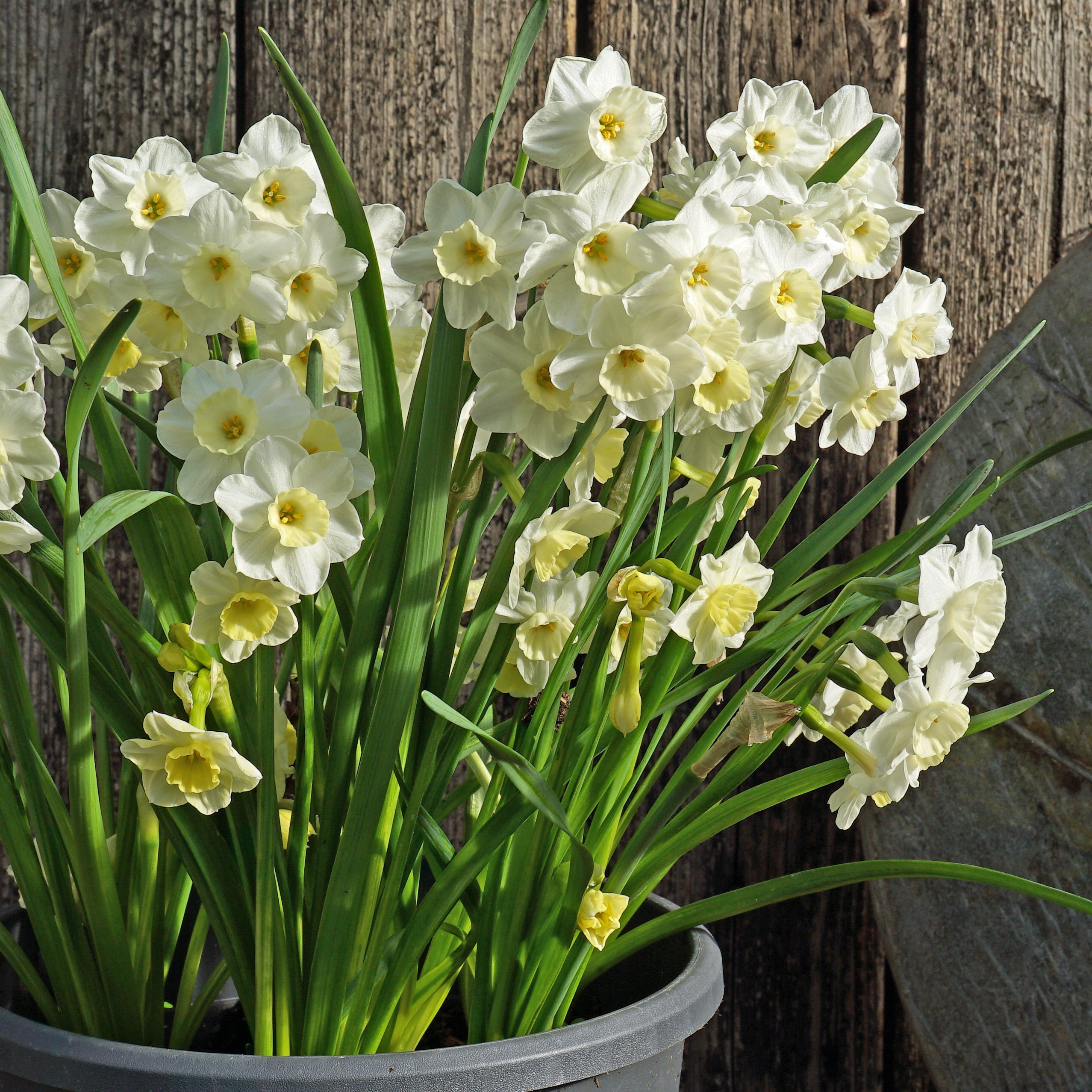 Peseta - Special Narcissus - Fluwel