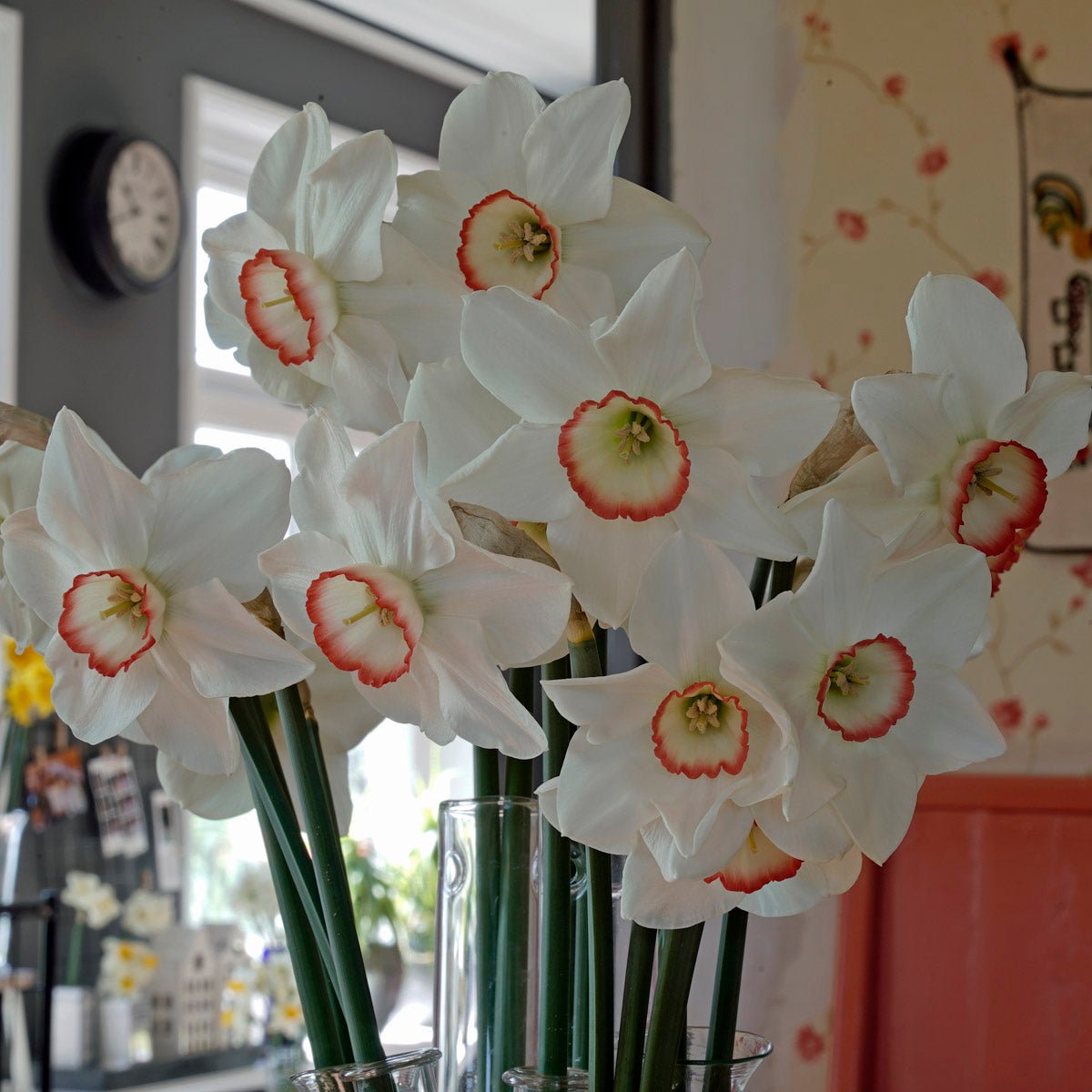 Petra - witte Triandrus narcis - Fluwel